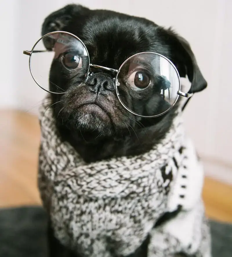 black-dog-wearing-frame-glasses